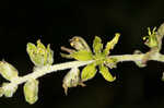 Green false hellebore